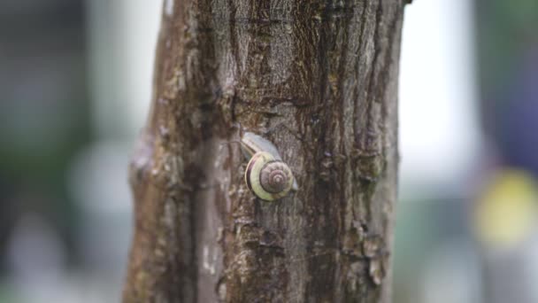 Schnecke Klettert Auf Einen Baum — Stockvideo