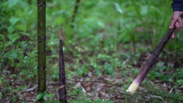 Hombre Cosechando Brotes Bambú Madake — Vídeo de stock