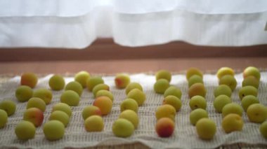 Nanko eriklerini içeride kurutuyorum.