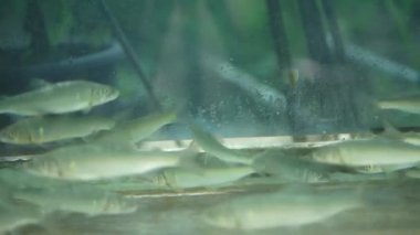 Ayu akvaryumda yüzüyor.