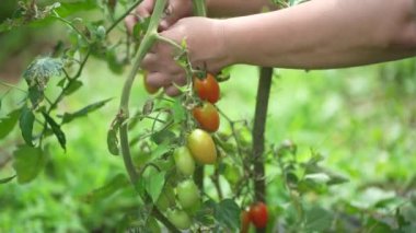 Kirazlı domates toplayan bir kadın.