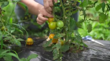 Kirazlı domates toplayan bir kadın.