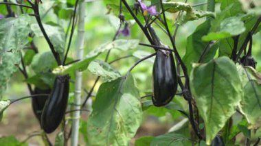 Rüzgarda sallanan patlıcan