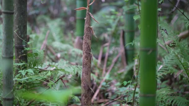 Madake Bambuyu Toplayan Bir Adam Filizleniyor — Stok video