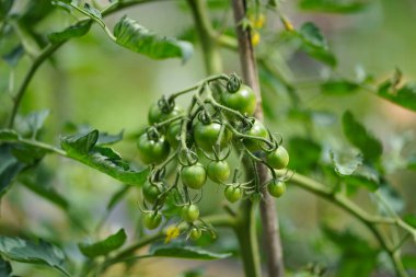 Rüzgarda sallanan mini domatesler