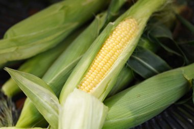 Bir sürü mısır hasat edildi.