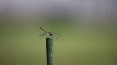 Uçup giden bir yusufçuk resmi