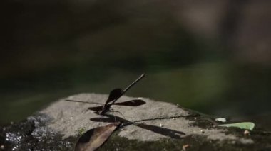 Uçup giden bir yusufçuk