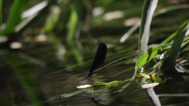 Uçup giden bir yusufçuk