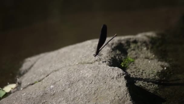 Eine Libelle Fliegt Davon — Stockvideo