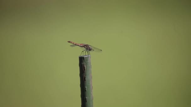 Image Dragonfly Flying Away — Stock Video