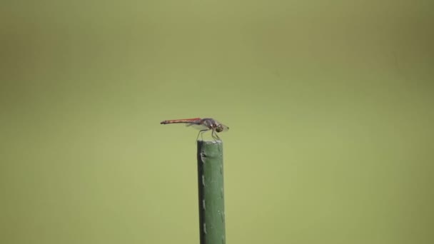 Image Dragonfly Flying Away — Stock Video