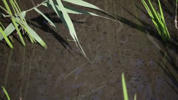 연못에서 물고기 — 비디오