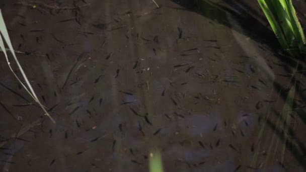 연못에서 물고기 — 비디오