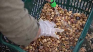 Ginkgo fındığı hazırlayan bir kadın