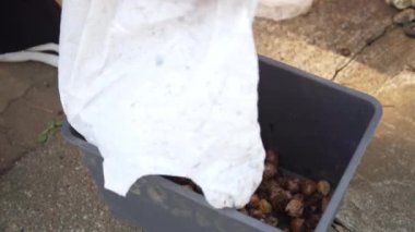 Ginkgo fındığı hazırlayan bir kadın