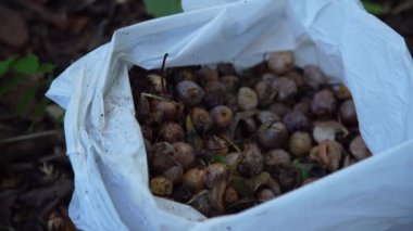 Bir kadın ginkgo fındığı topluyor.