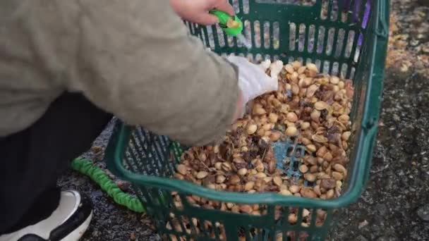 Žena Připravující Ginkgo Ořechy — Stock video