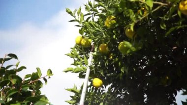 Yuzu nasıl hasat edilir