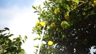 Yuzu nasıl hasat edilir