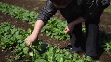 Ispanak hasat eden bir kadın.