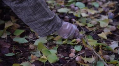 Kadın ginkgo fındığı topluyor