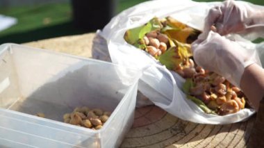 Ginkgo fındığı hazırlayan bir kadın