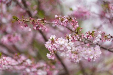 Rüzgarda sallanan kiraz çiçekleri