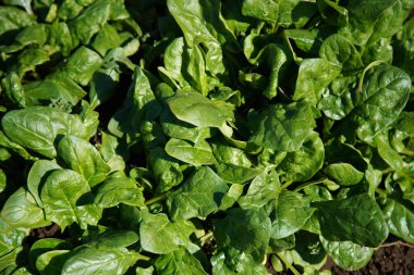 Spinach from the field