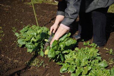 Ispanak hasat eden bir kadın.