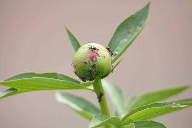 Ants swarming around flower buds