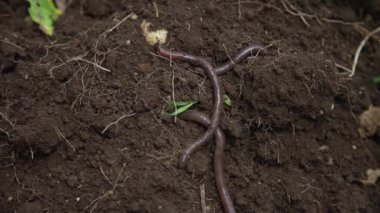 Toprakta sürünen solucan.