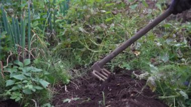 Patates hasadı görüntüsü