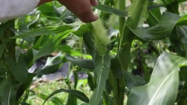 Mısır toplayan bir kadın.