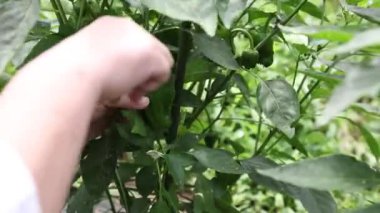 Biber toplayan bir kadın.