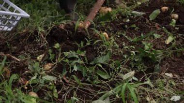 Patates hasadı görüntüsü