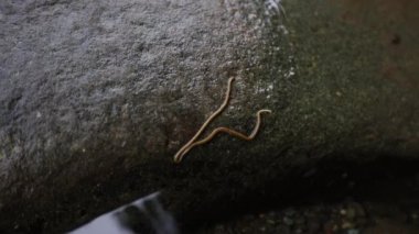 Yavaş hareket eden dev bir geyik böceği.