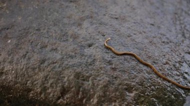 Yavaş hareket eden dev bir geyik böceği.