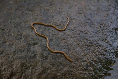 Bir kayanın üzerinde hareket eden dev bir geyik böceği.