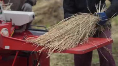 Pirinç harman resmi