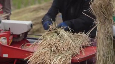 Pirinç harman resmi