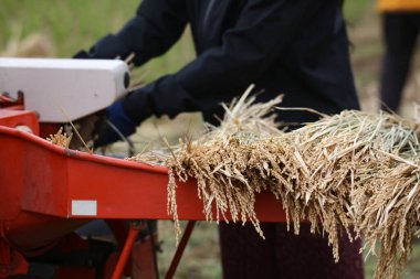 Harman pirincinin resmi