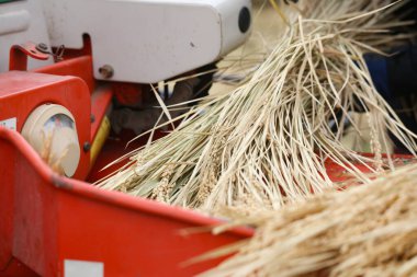 Harman pirincinin resmi