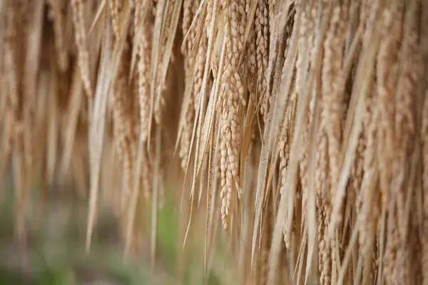 stock image Image of drying rice