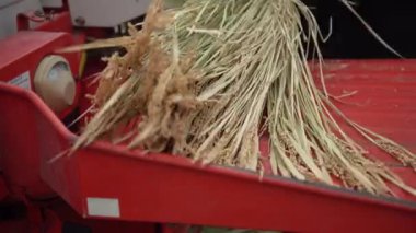 Pirinç harman resmi