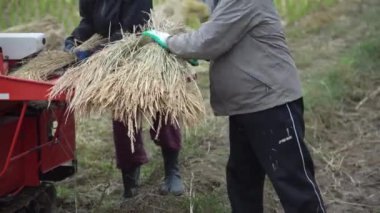 Pirinç harman resmi