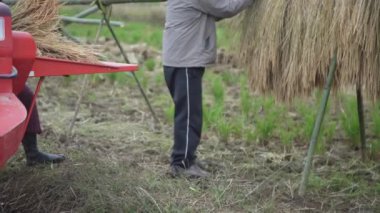 Pirinç harman resmi