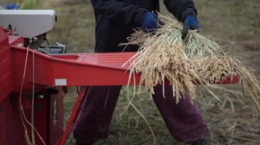 Pirinç harman resmi