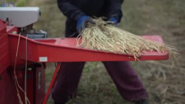 Pirinç harman resmi