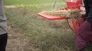 Pirinç harman resmi